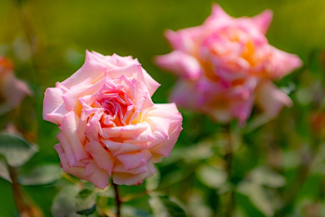 越活越年轻有效的方法,越活越年轻的小妙招