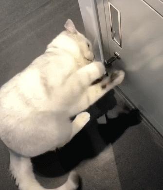 当猫咪过上人一样的生活,当猫和人一样生活