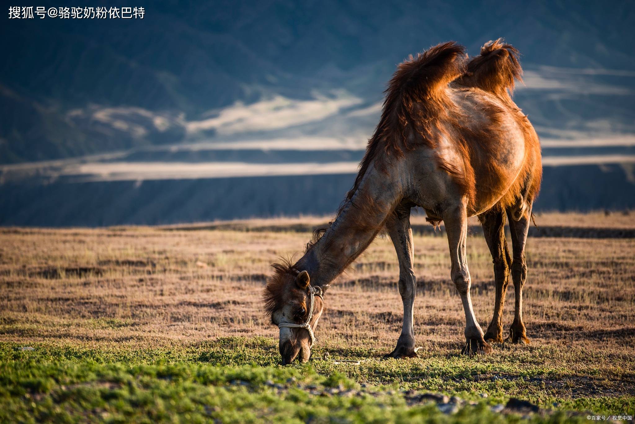 骆驼奶粉厂家告诉您，骆驼要放养而不是圈养的原因