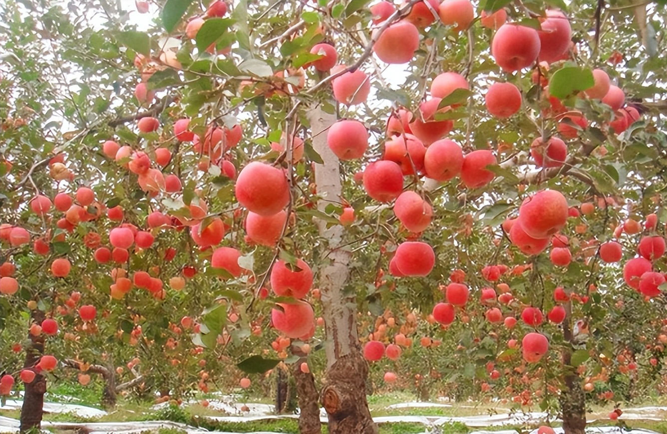 古代苹果叫什么名字,古代把苹果叫什么名字