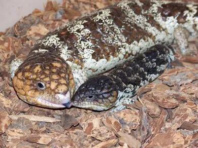 全身每个部位都没有肉,全身上下什么都没有就是肚皮疼