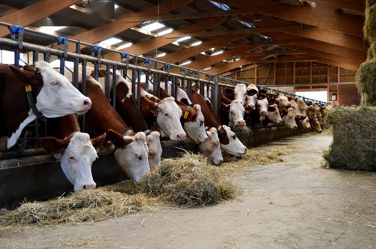 养牛怎么解决草的问题,养牛没草料怎么办呢