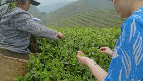 原祖山茶叶怎么样?原祖山茶叶属于什么档次?