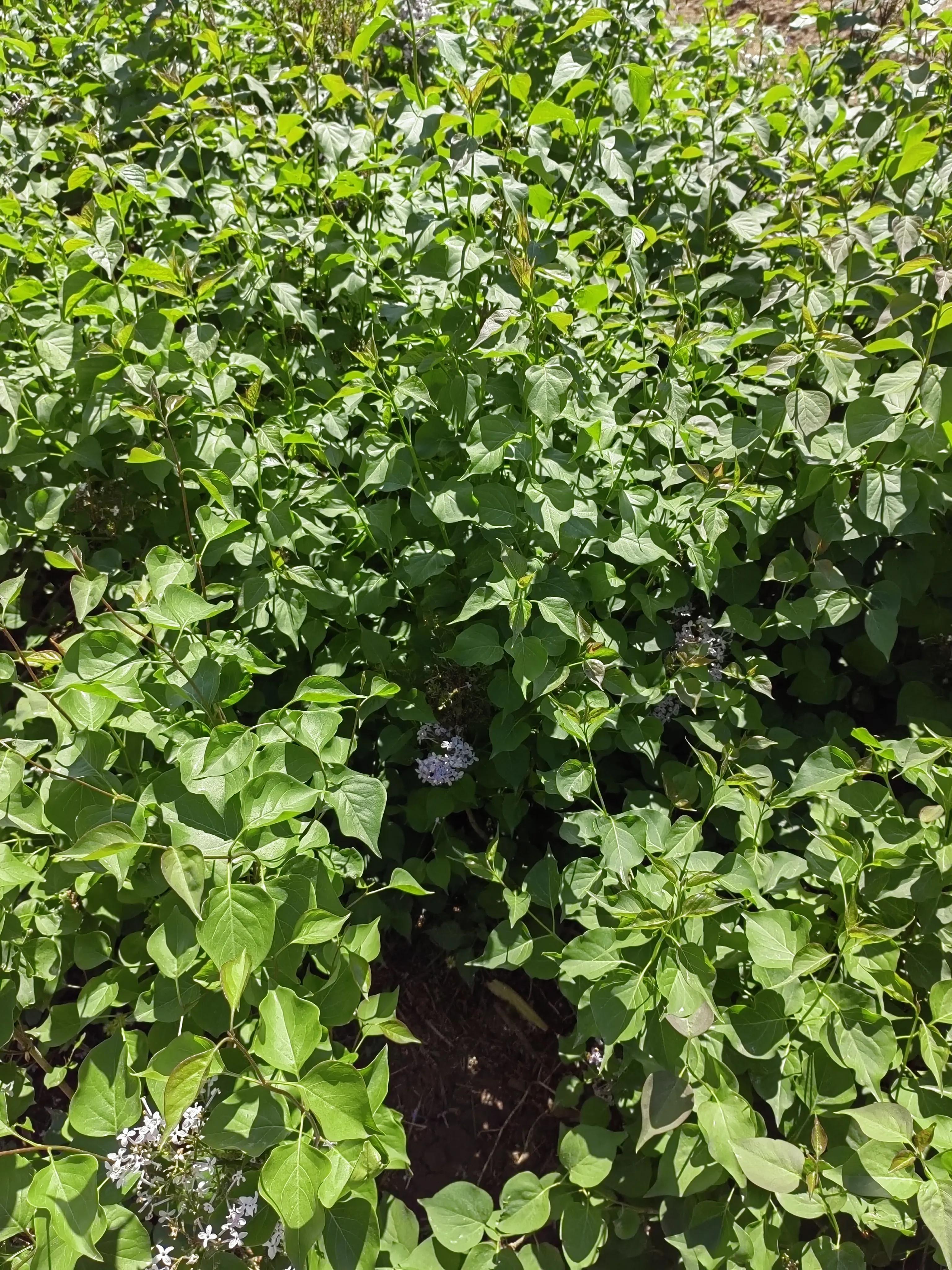 丁香茶的正确泡法,丁香医生事件来龙去脉