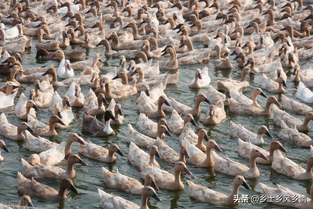 提高蛋鸭产蛋量四季管理有技巧,冬天怎么提高鸭产蛋率