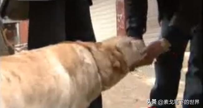 男子捡400只流浪狗,四川男子从路边捡来黑狗完整版