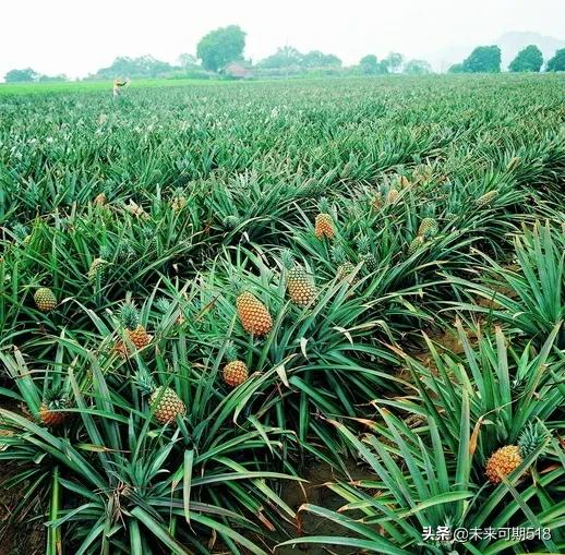 吃菠萝嘴出血的解决方法,吃个菠萝把嘴巴吃出血了