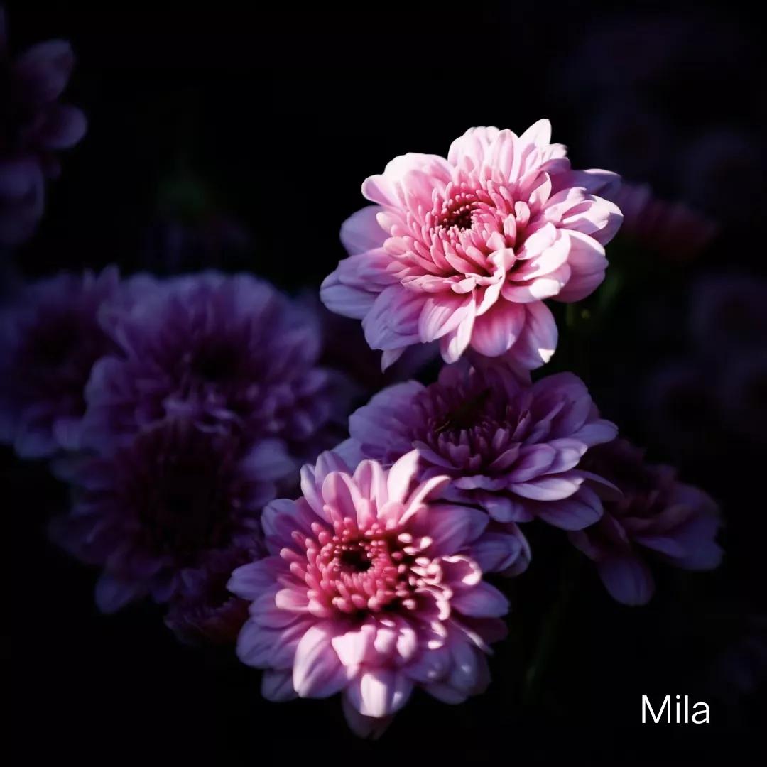 深圳东湖公园菊花展什么时候结束,深圳东湖公园菊花展2019几点唱戏