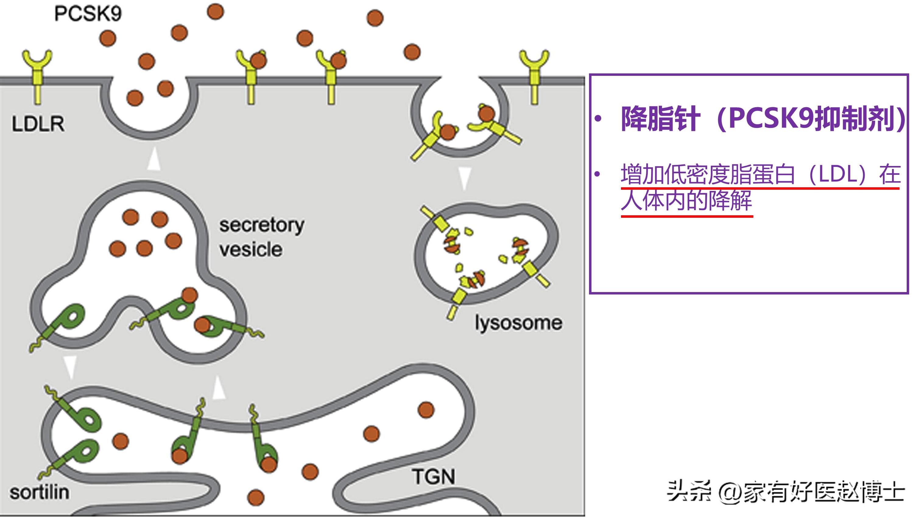 胆固醇多高需要吃他汀降脂药降脂,他汀类药降胆固醇又降脂吗