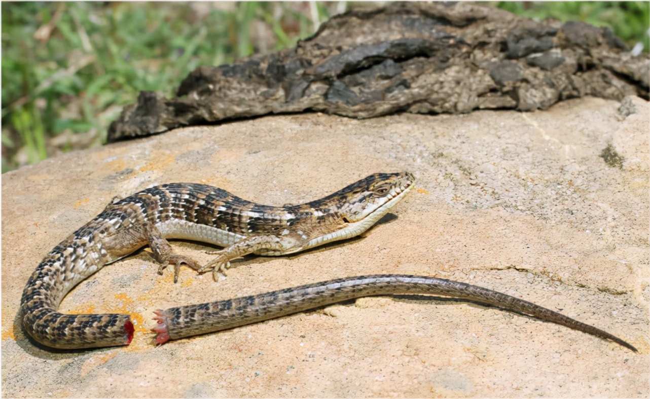 家里进壁虎了要不要把它打下来,家里进了壁虎怎么驱赶