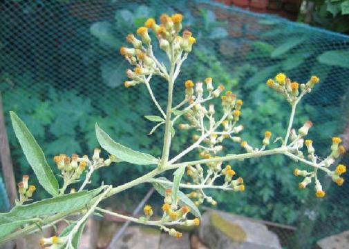 合香香烟,合和牌香烟