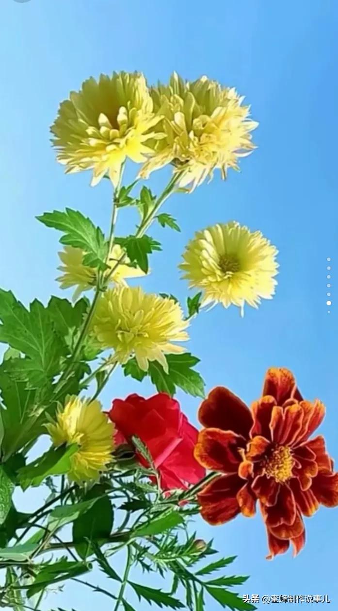 鸟语花香百花争艳让人陶醉,宁静祥和鸟语花香