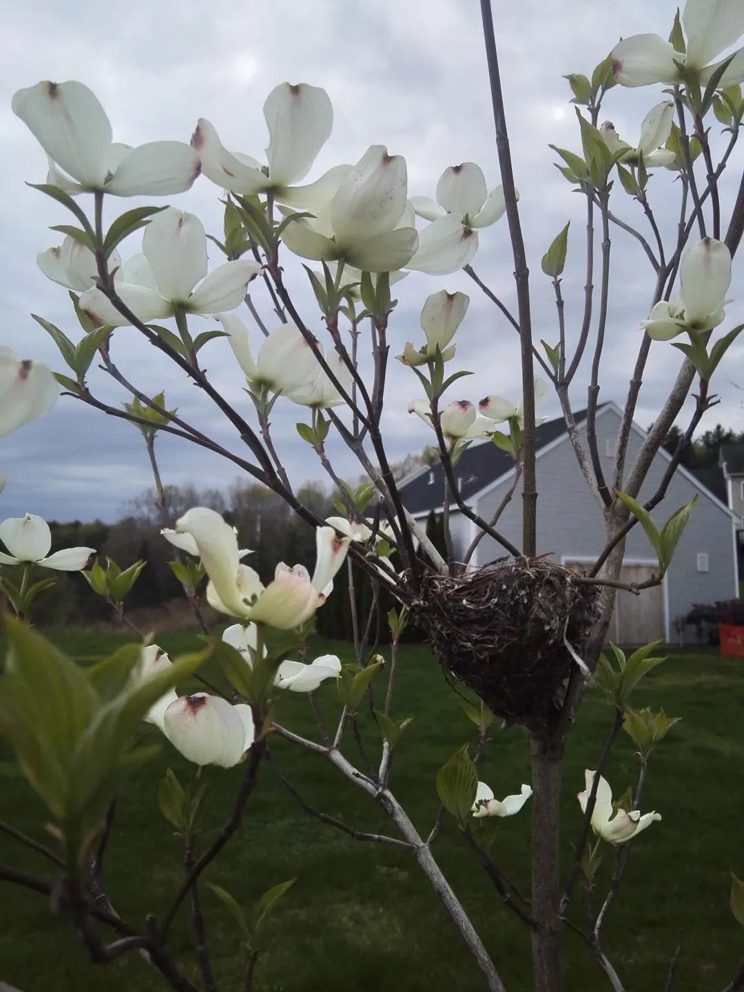 我在美国小镇做“隐士”