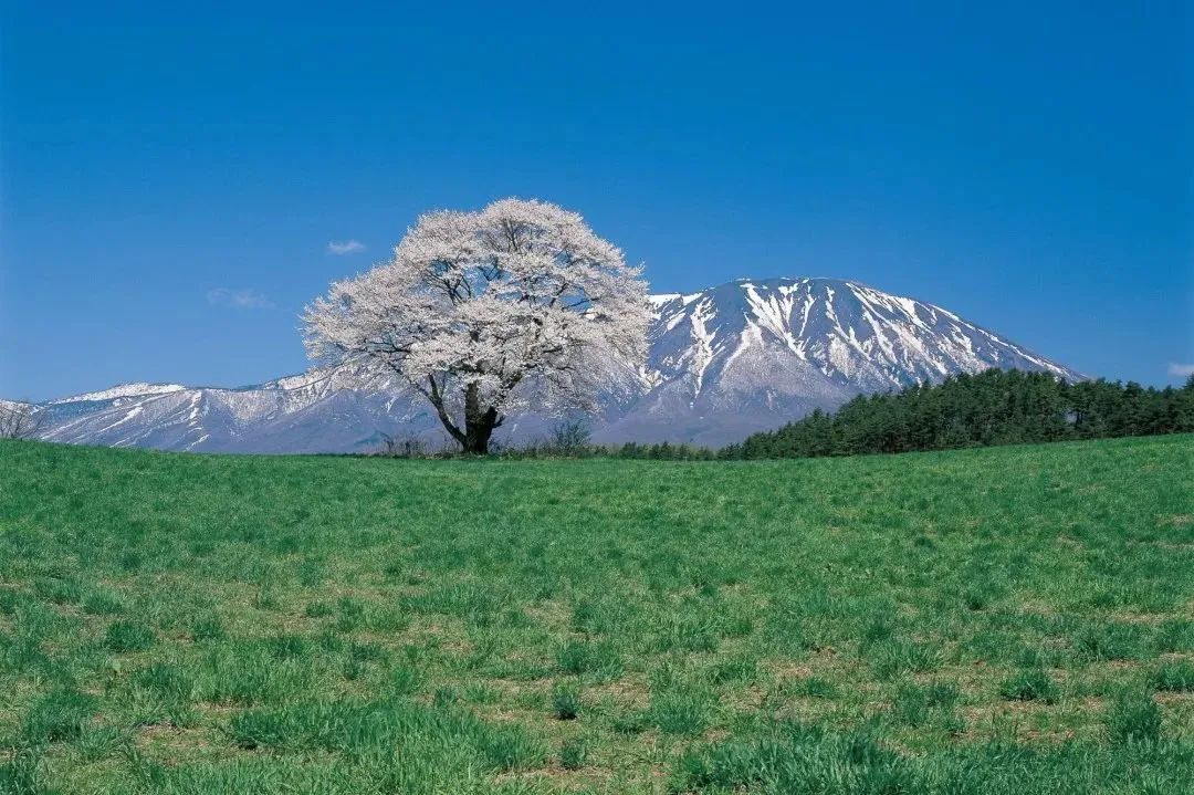 2023日本樱花什么时候开花,2023年日本樱花开放预测