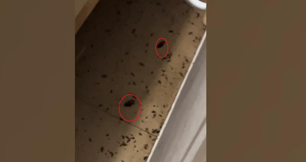 男子发现隔壁女租客房门口爬满蟑螂，开门一看吓懵：密密麻麻一屋