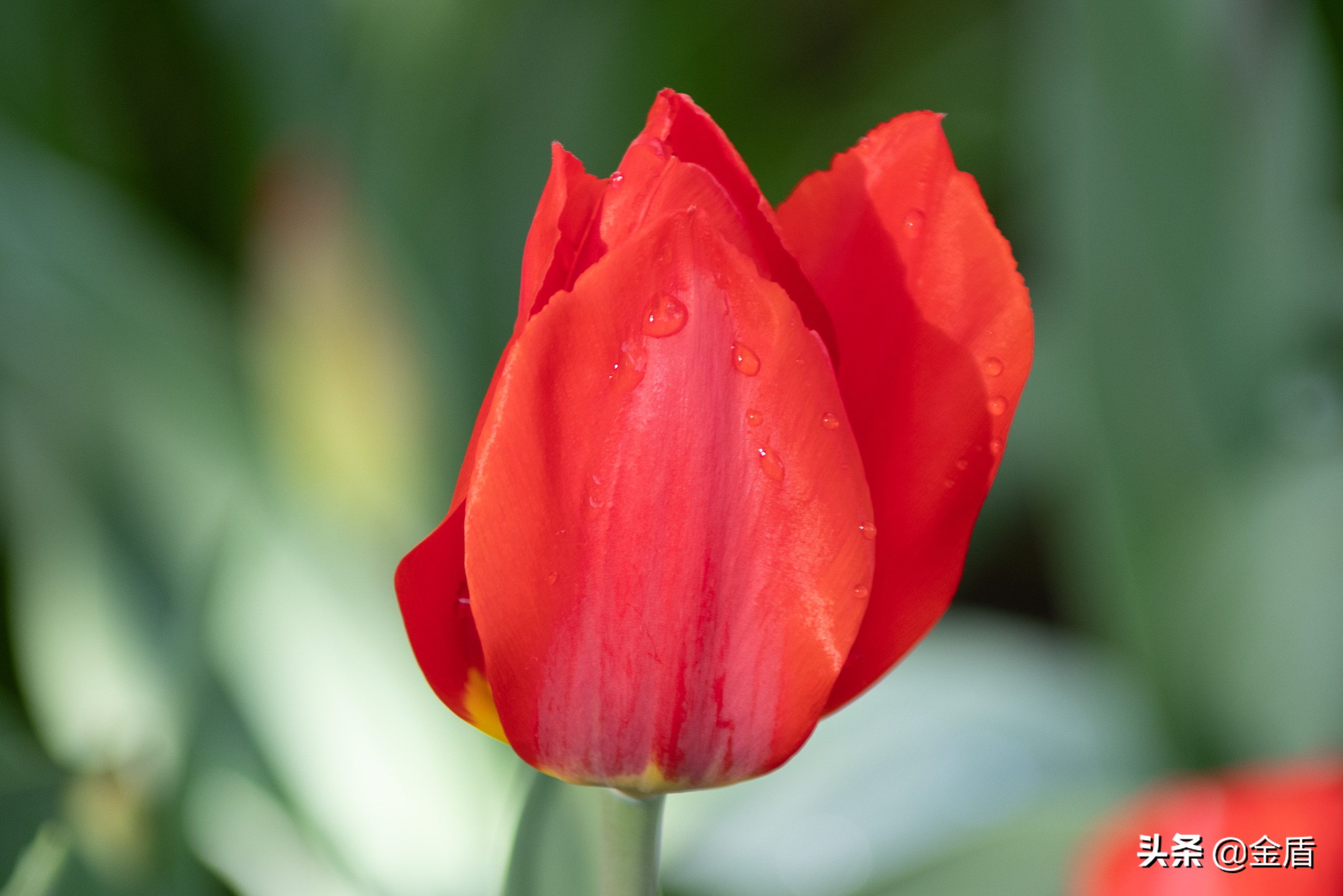 花中皇后郁金香全集,花西夫人郁金香