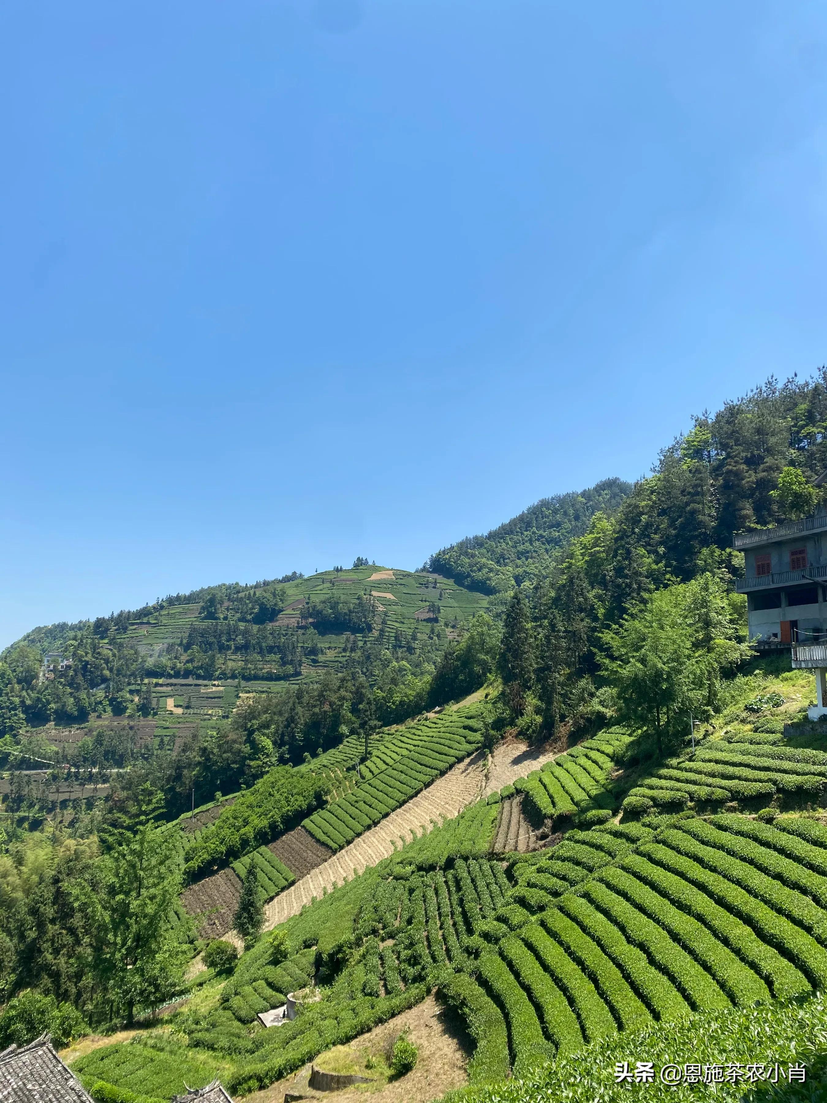 恩施硒茶好喝吗,永顺莓茶与恩施的藤茶有什么区别
