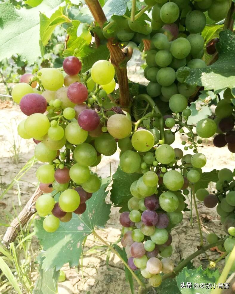 提高葡萄多次结果的两个有效方法,葡萄大小粒防治方法和补救措施