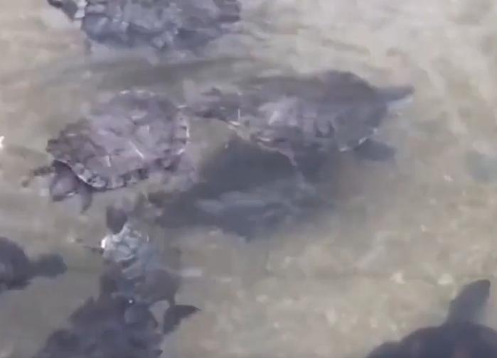 北京男子捡到乌龟饲养7年,北京男子捡到乌龟养了8年