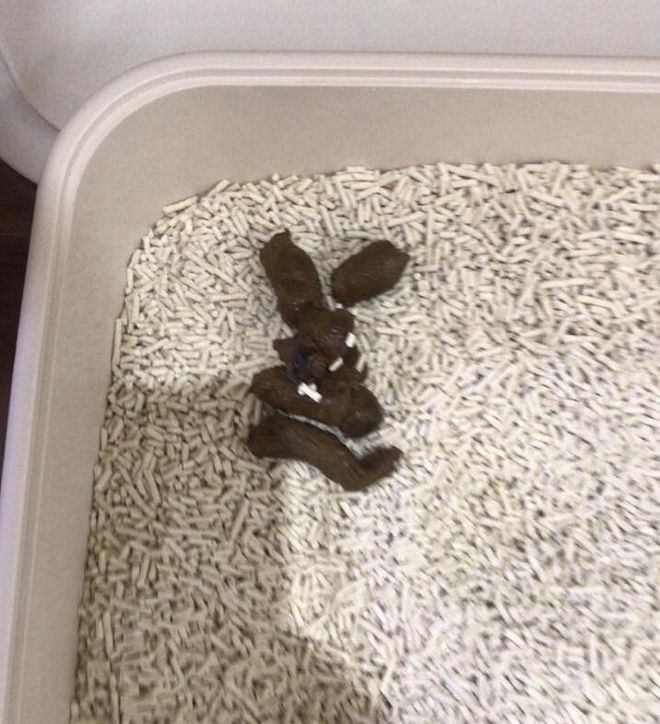 怀孕养猫怎么预防弓形虫,怀孕到底能不能养猫狗