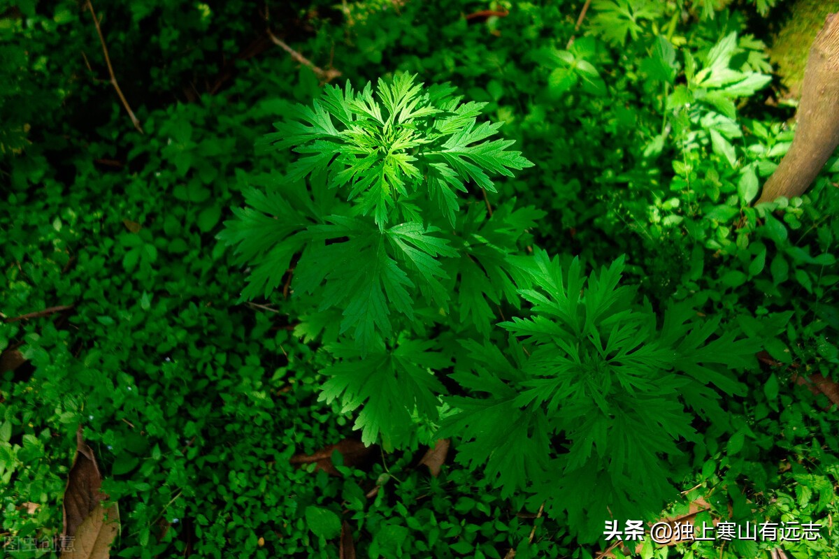 益母草不仅是治痛经闭经的妇科要药，更能利尿消肿、清热解毒