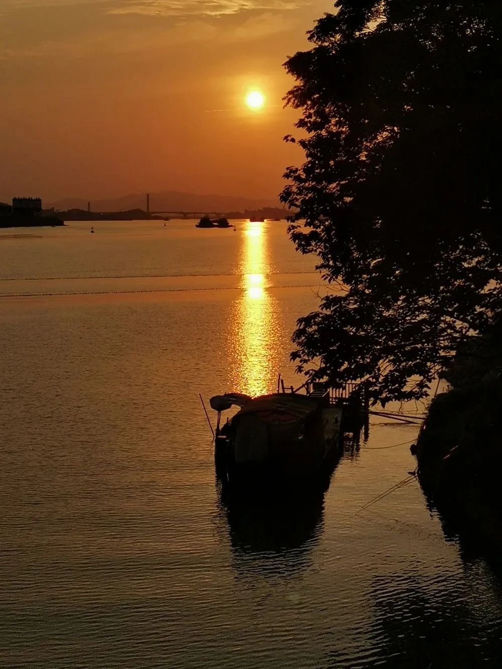 佛山顺德桔子,顺德陈村橘子