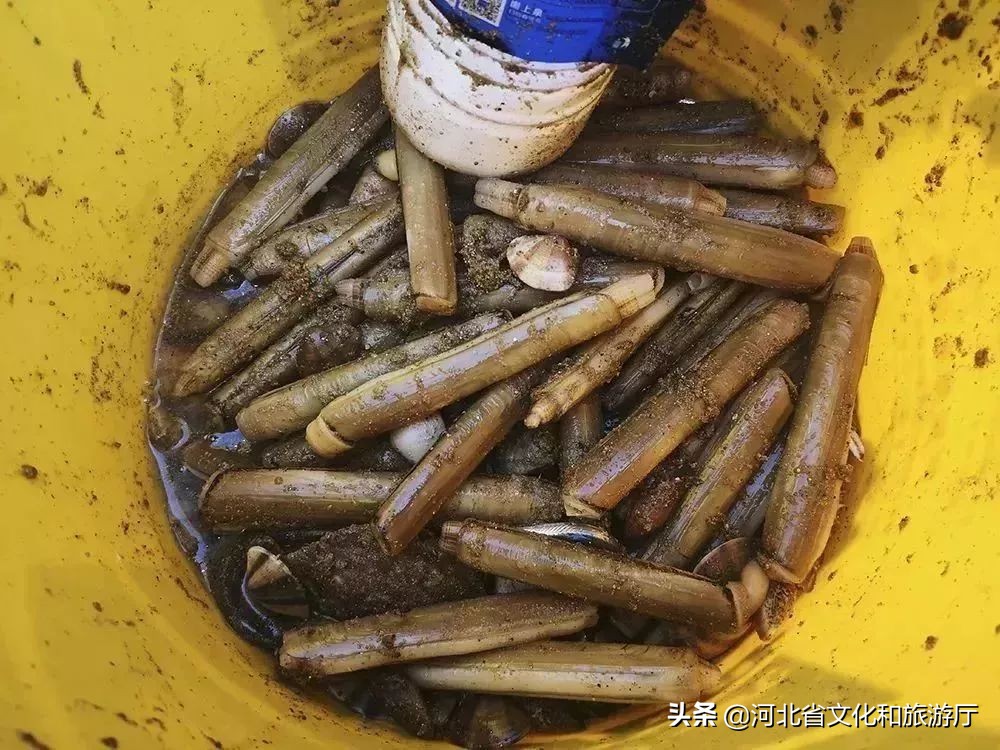 秦皇岛休渔期的海鲜哪里来,秦皇岛几月份休渔期结束