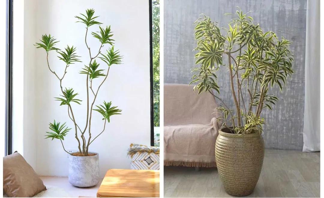 家居绿植可不能随便摆~