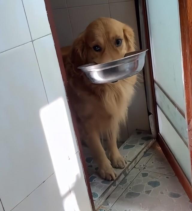 这是一只很有灵性的金毛,这只金毛的笑容已经完美抢镜