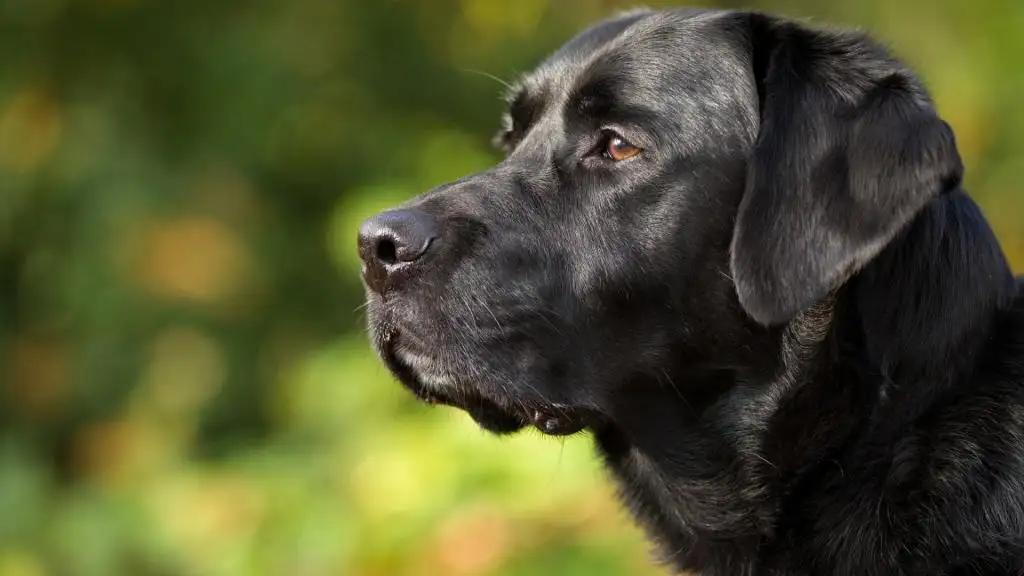 千万不要养黑狗,千万不要养黑色泰迪