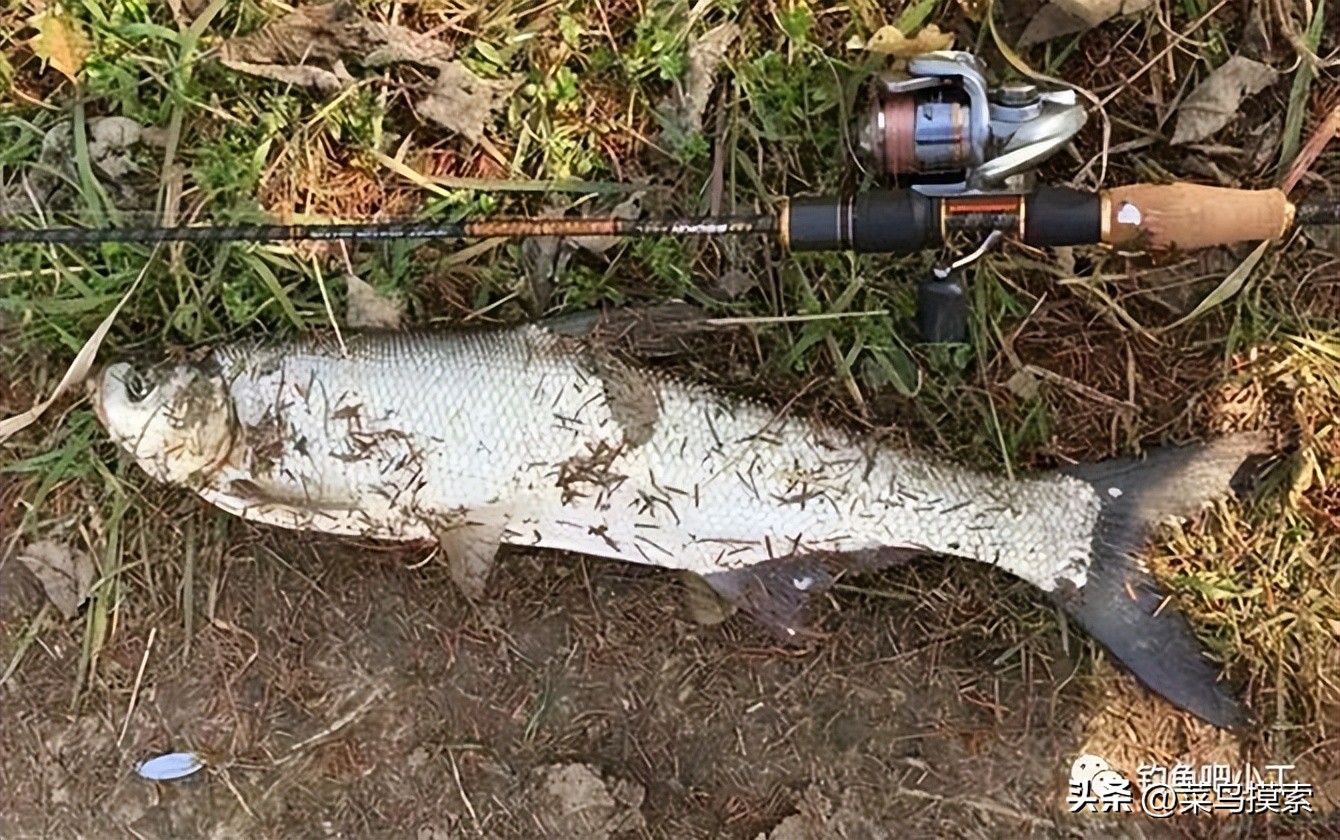 亮片钓翘嘴鱼技巧,亮片钓翘嘴手法和技巧