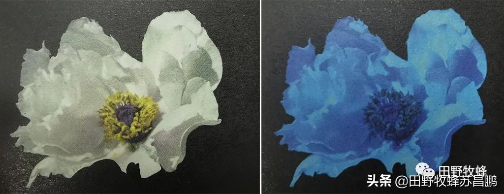 勤劳的小蜜蜂是怎么采蜜的,你见过蜜蜂采蜜的样子吗