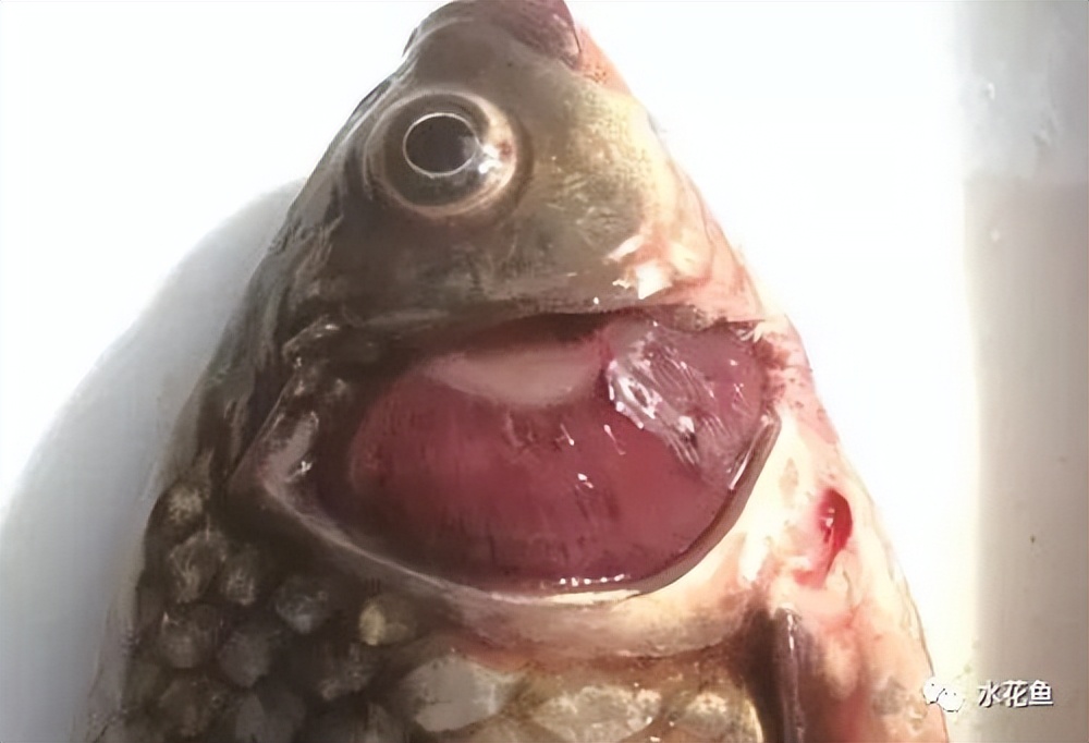 12种水产病害防治,你对水产动物病害的初步认识