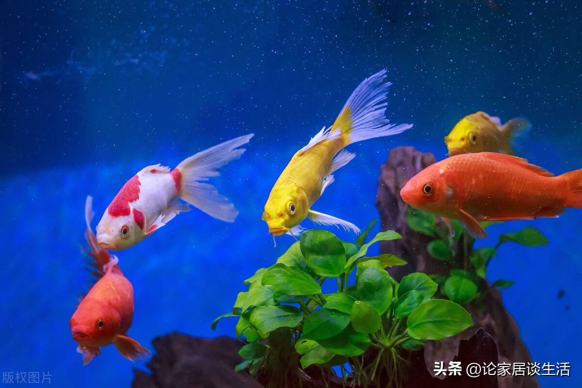 家里鱼缸要怎么布置,家里养鱼如何布置鱼缸