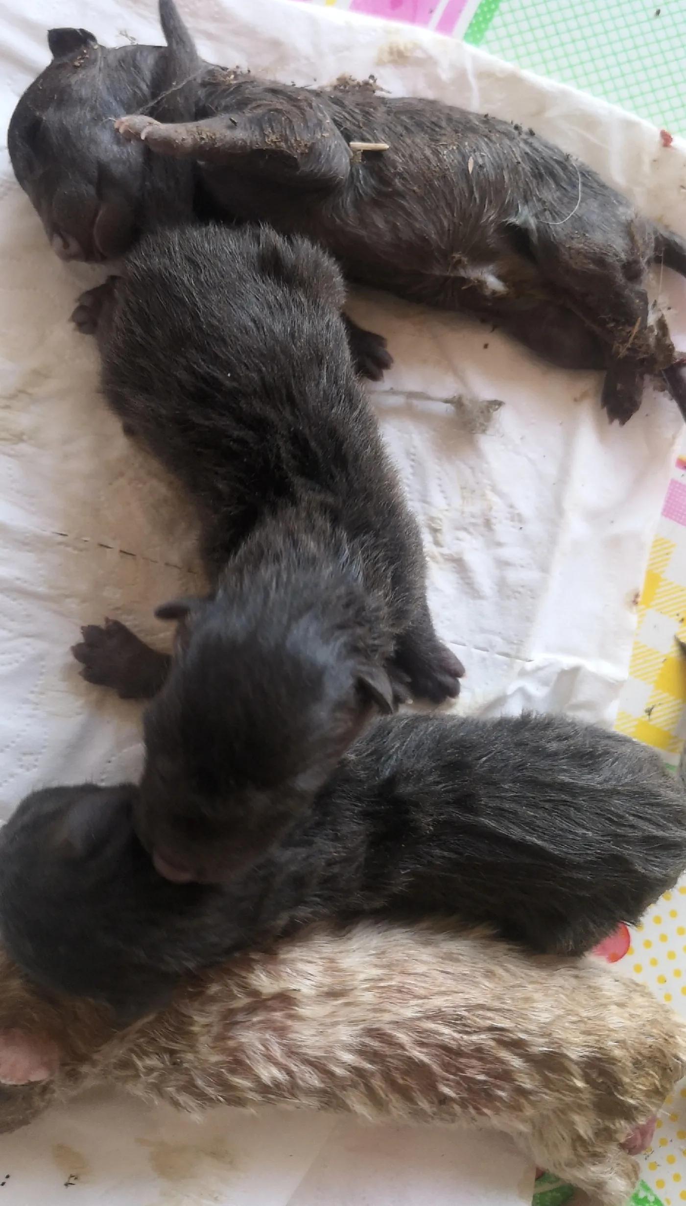 舍命产子,舍命产子靠谱吗