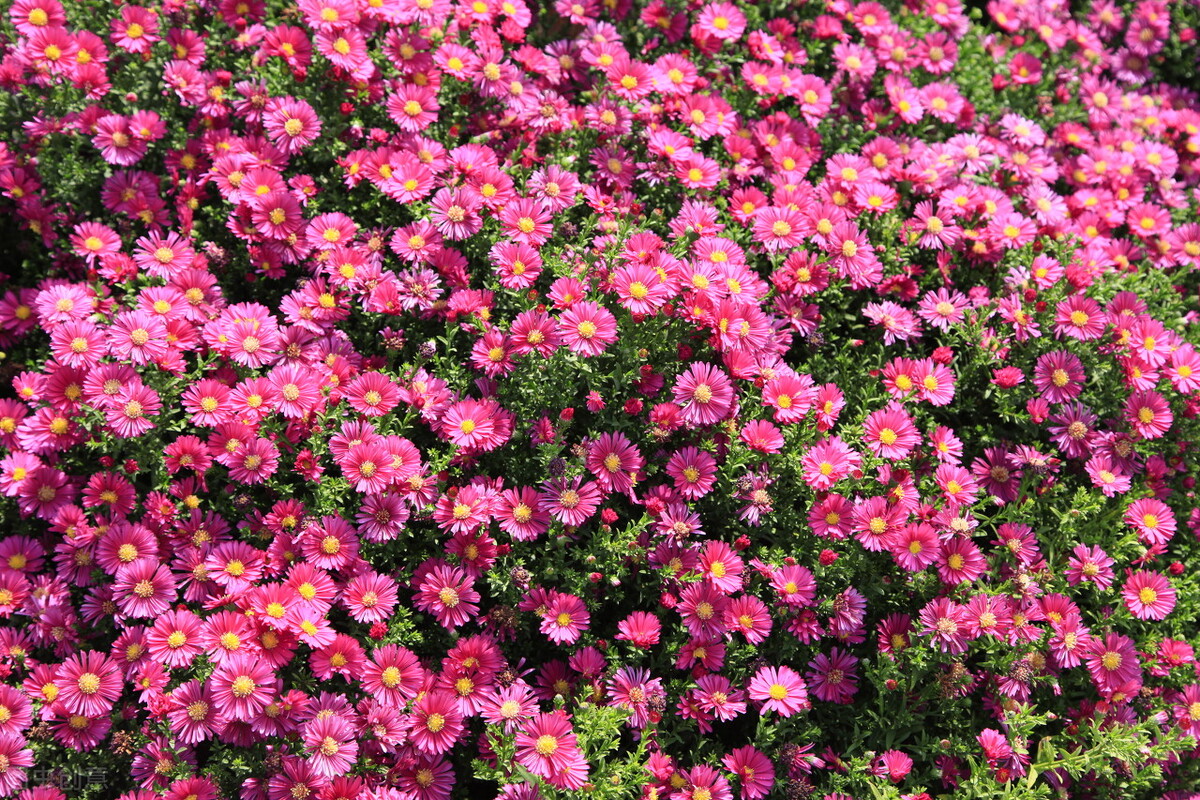 菊的飞花令经典1000首,飞花令秋1000首必背诗词