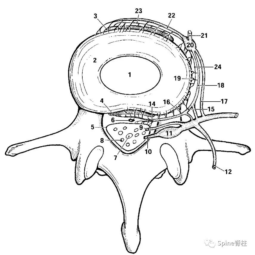 脊神经支配区域解剖图简图,脊神经及其分支的支配范围