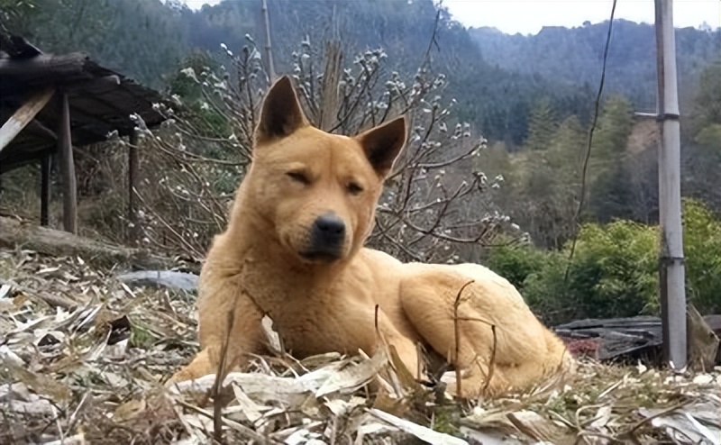 农村家畜三霸：大白鹅、大公鸡、土狗，谁才是真正的村中恶霸？