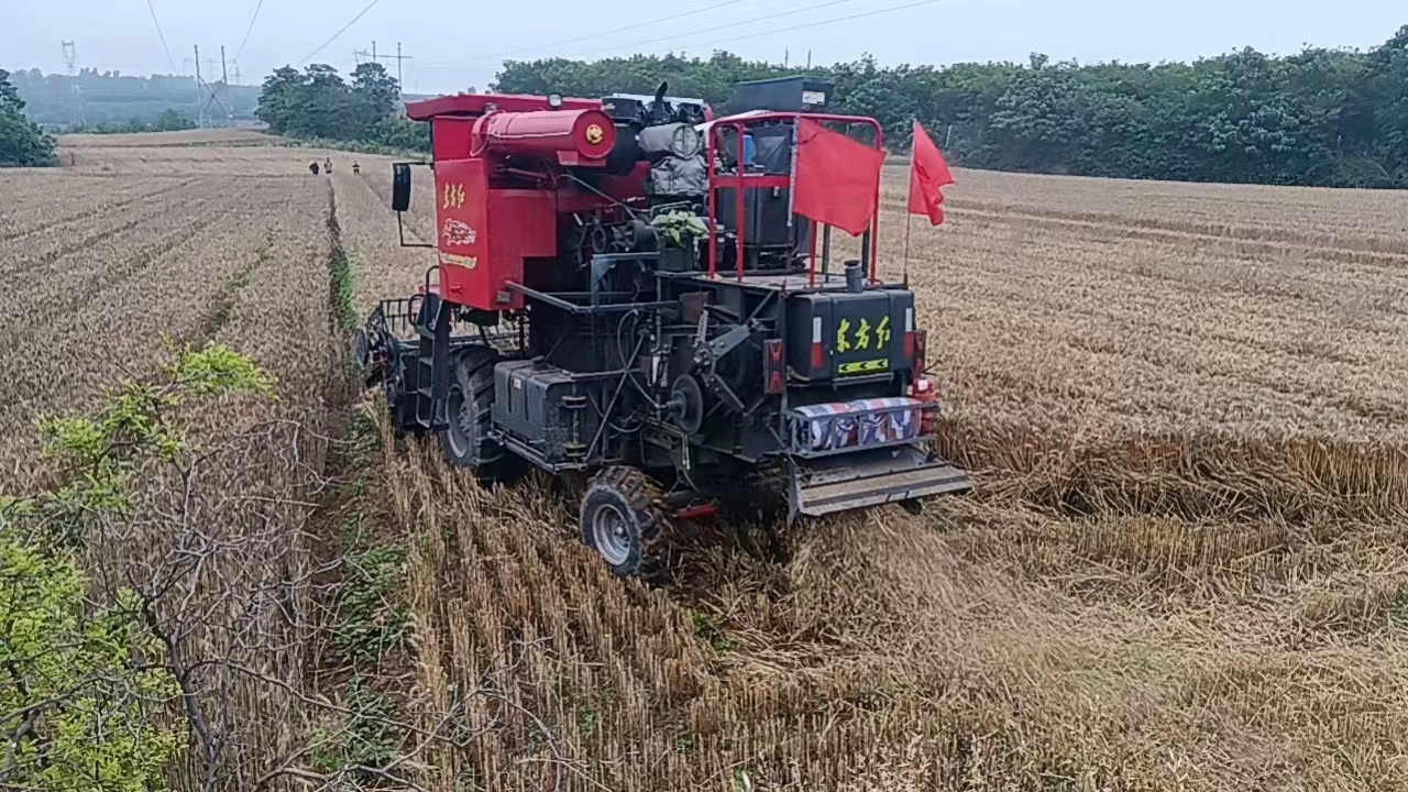 小麦发芽发霉是什么原因,今年遇到连续阴雨小麦发芽发霉