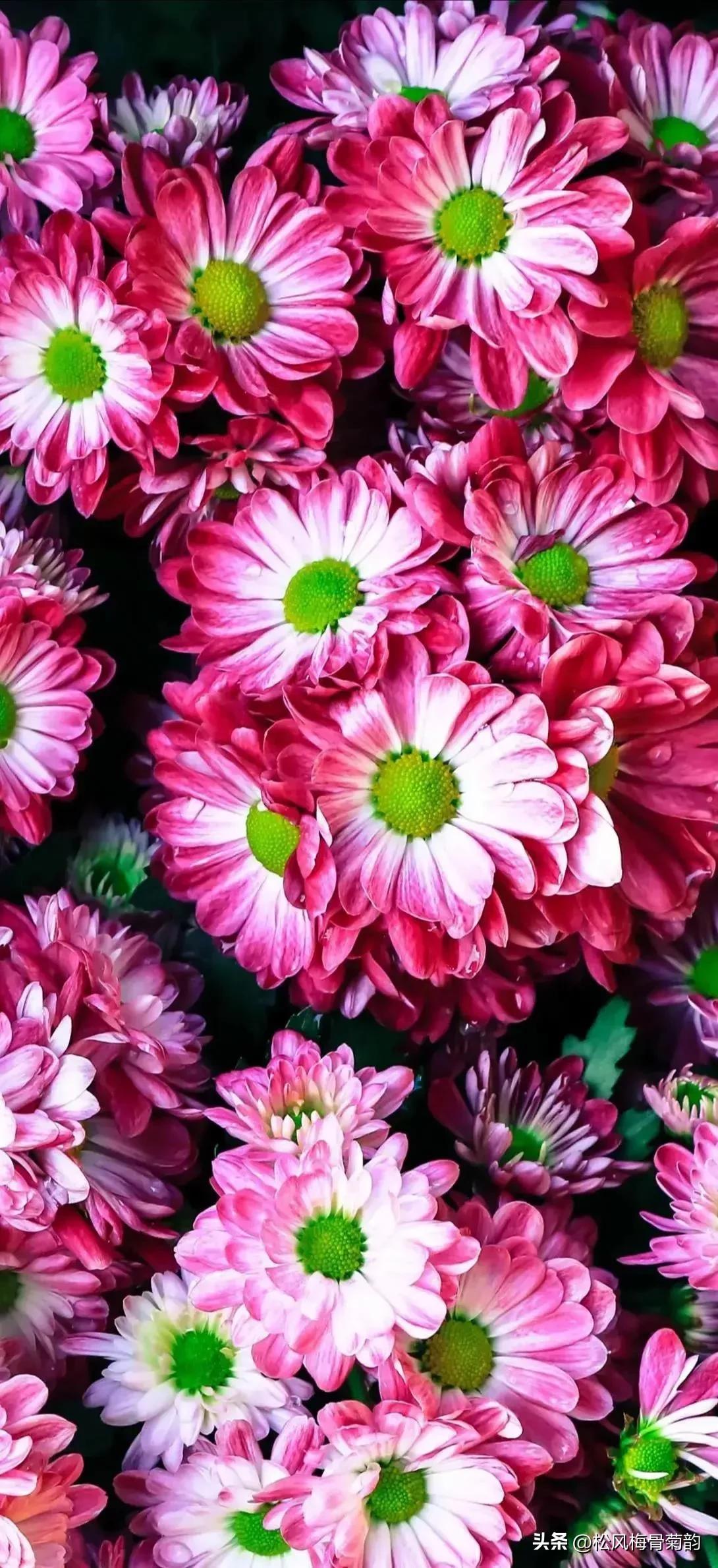 心若香茗静听花开的意思,心若香茗静听花开文案