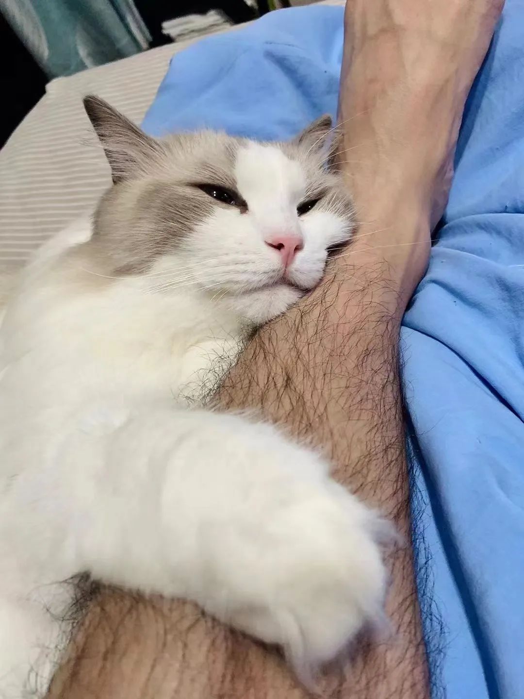 汤圆布偶猫,最好看的布偶猫汤圆