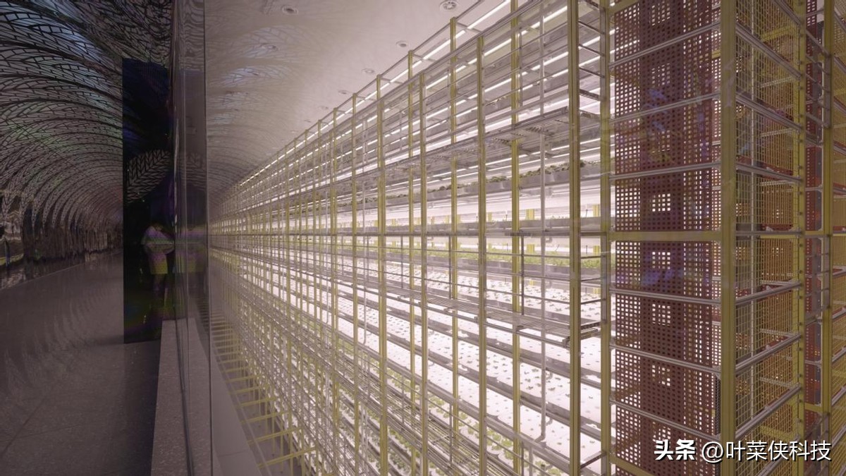 叶菜侠,了解植物工厂的种植技术
