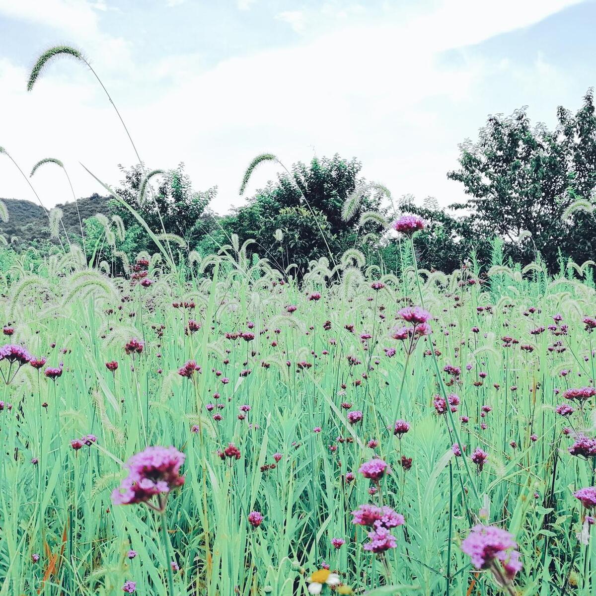 白云蓬莱仙境景区,蓬莱阁和蓬莱仙境有什么区别
