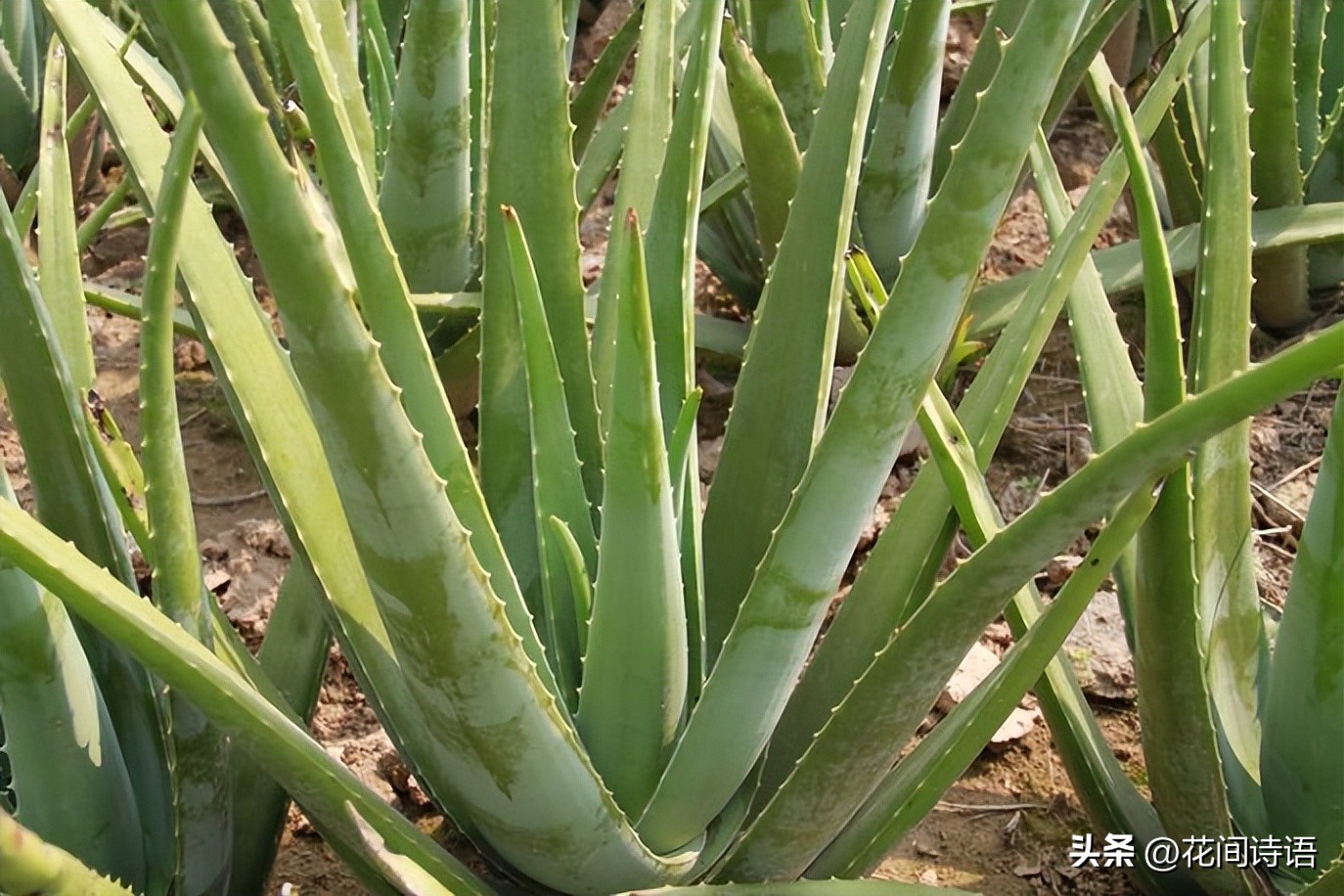 屋内除甲醛效果最好的方法,屋内除甲醛最好的方法