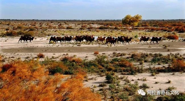 阿拉善奇石博物馆,阿拉善黄碧玉奇石