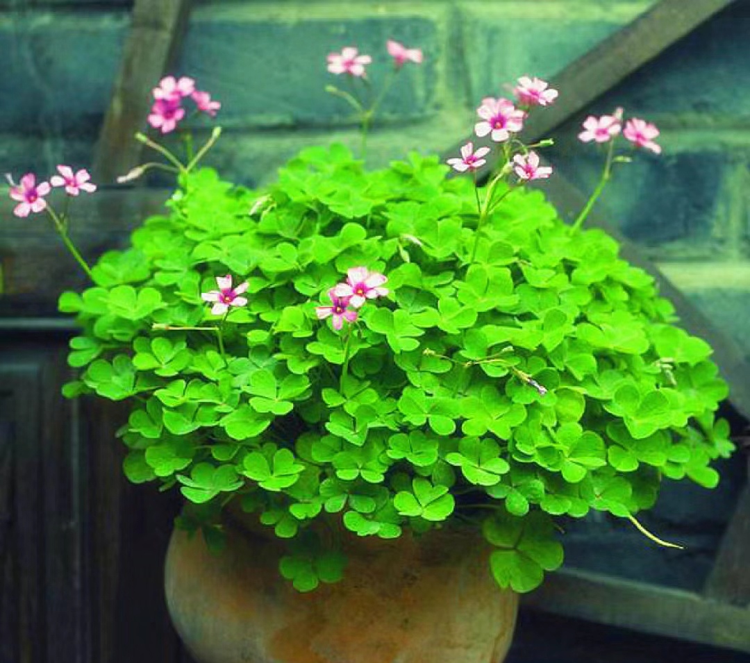 走霉运养什么花旺财运呢,养什么花好运气又旺财