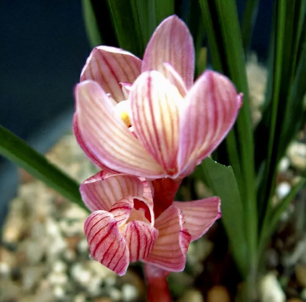 快来看看，兰花的世界真奇妙|壹木星球No.14