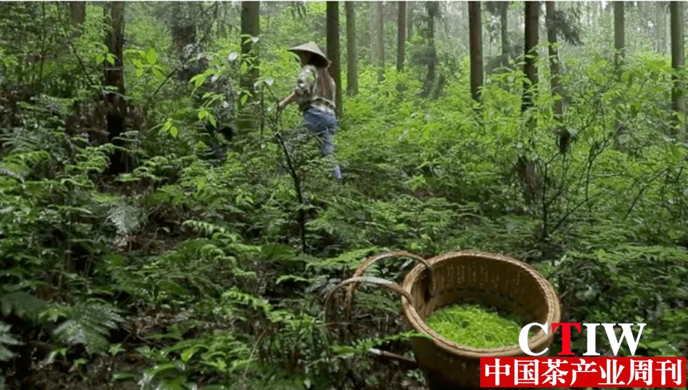 振兴乡镇：湘西雪茶——利咽护嗓甘甜芳香