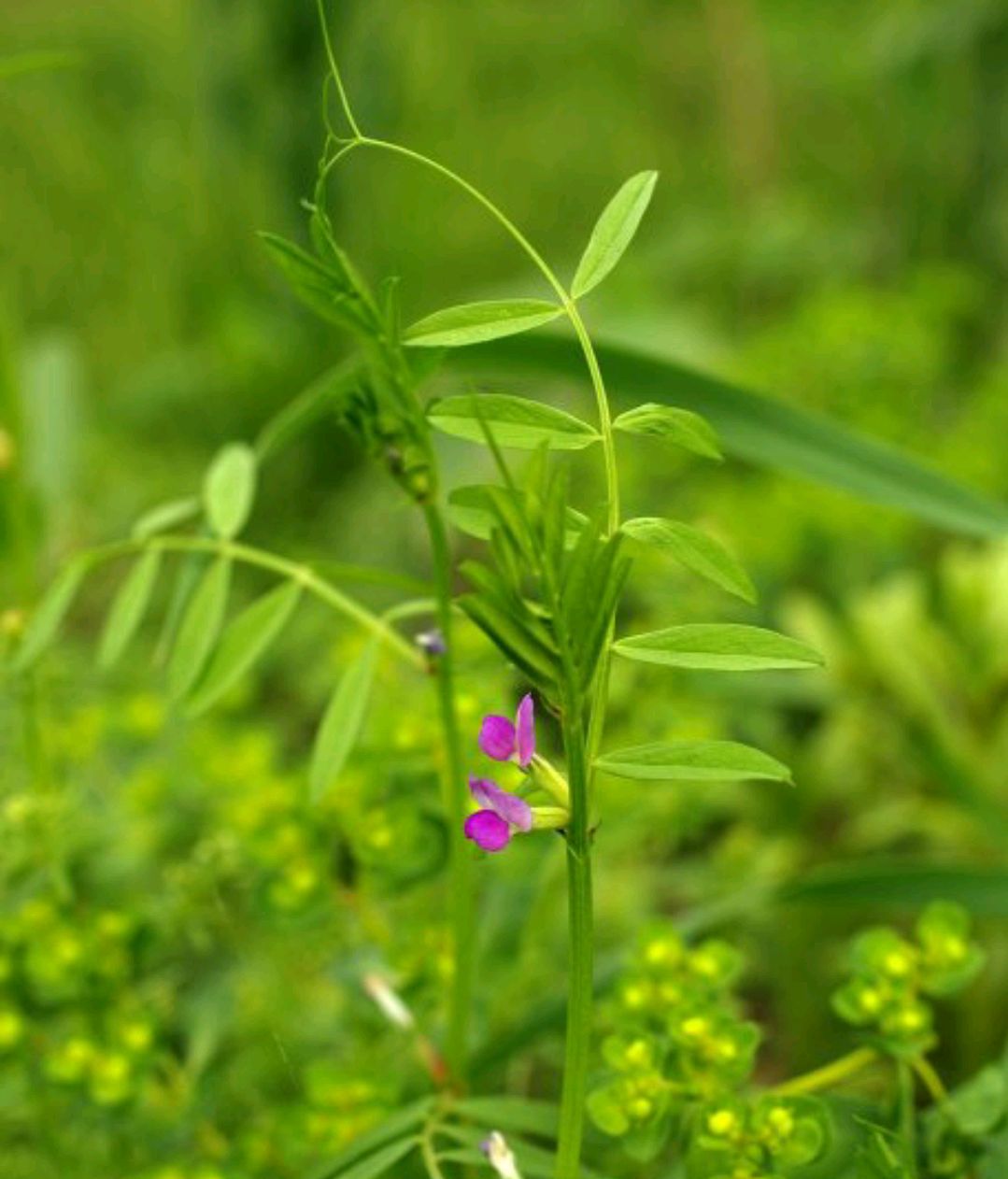 100种野菜大全图解,认识100种野菜视频大全完整版