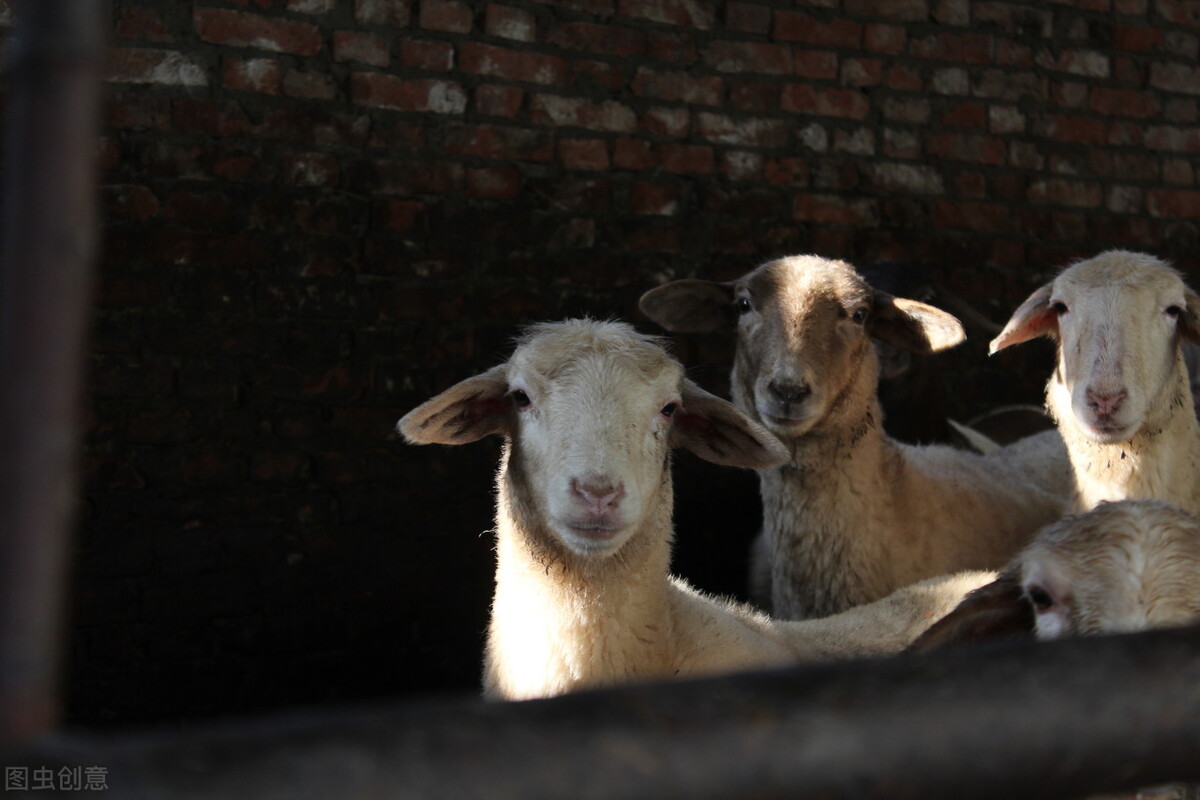 为什么医生不建议喝春天羊奶粉,为什么不宜喝羊奶粉